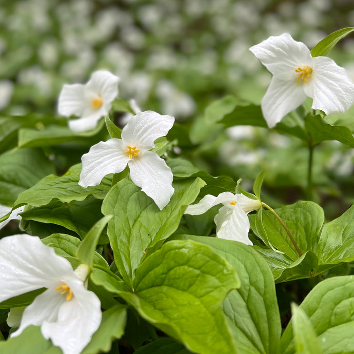 Trillium Bloom in Pictured Rocks