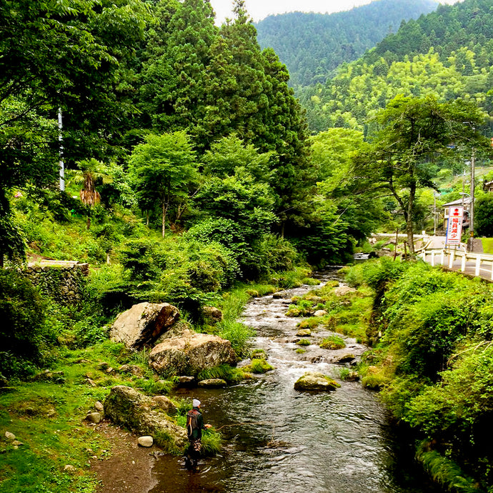 Tenkara On The Youzawa Trout Stream Japan