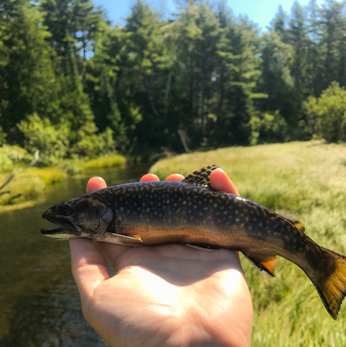 The Best U.P. Trout Streams