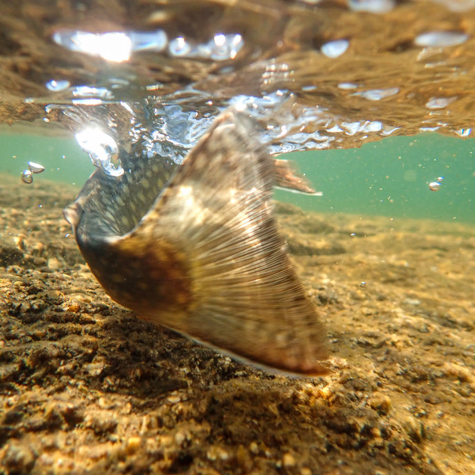 An Upper Peninsula Holiday- Michigan’s Trout Opener