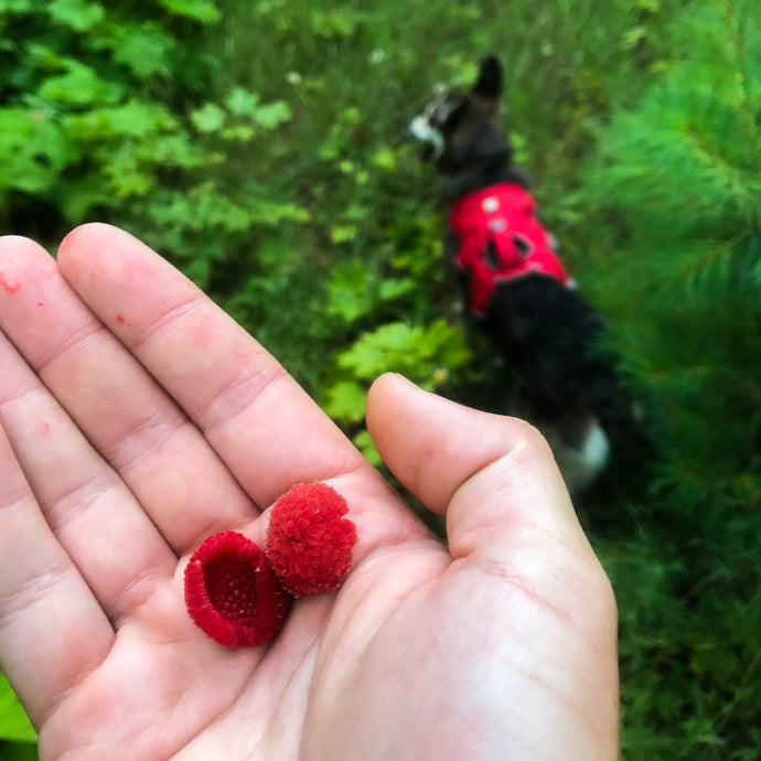 Keweenaw Gold: Thimbleberries