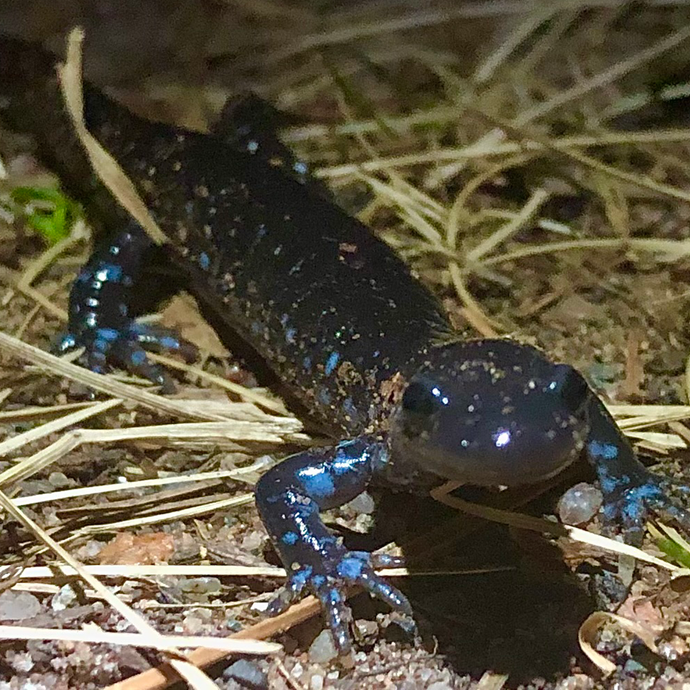 The Migration Begins!  Blue Spotted Salamanders on Presque Isle