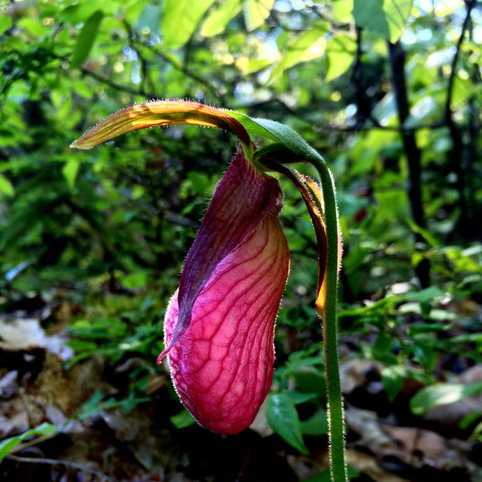 Pink Lady Slippers on the trail